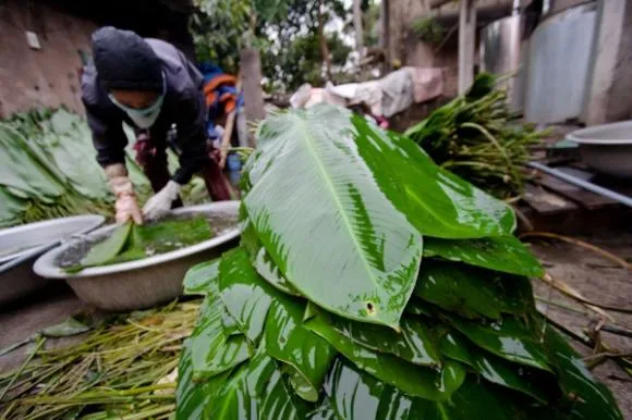 Gà luộc, bánh chưng xanh – ngon cũng cần mẹo