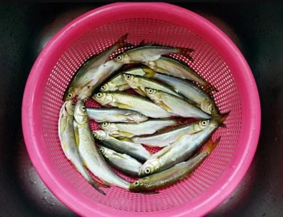 Khi gặp loại cá này, hãy nhanh tay mua ngay vì hàm lượng canxi rất cao, thường cho trẻ em ăn, rất bổ dưỡng và ngon miệng!