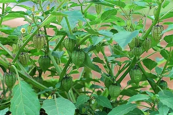 Loại rau dại này chẳng trồng mà mọc đầy vườn hóa ra lại có thể biến tấu thành loạt món ngon